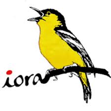 Iora